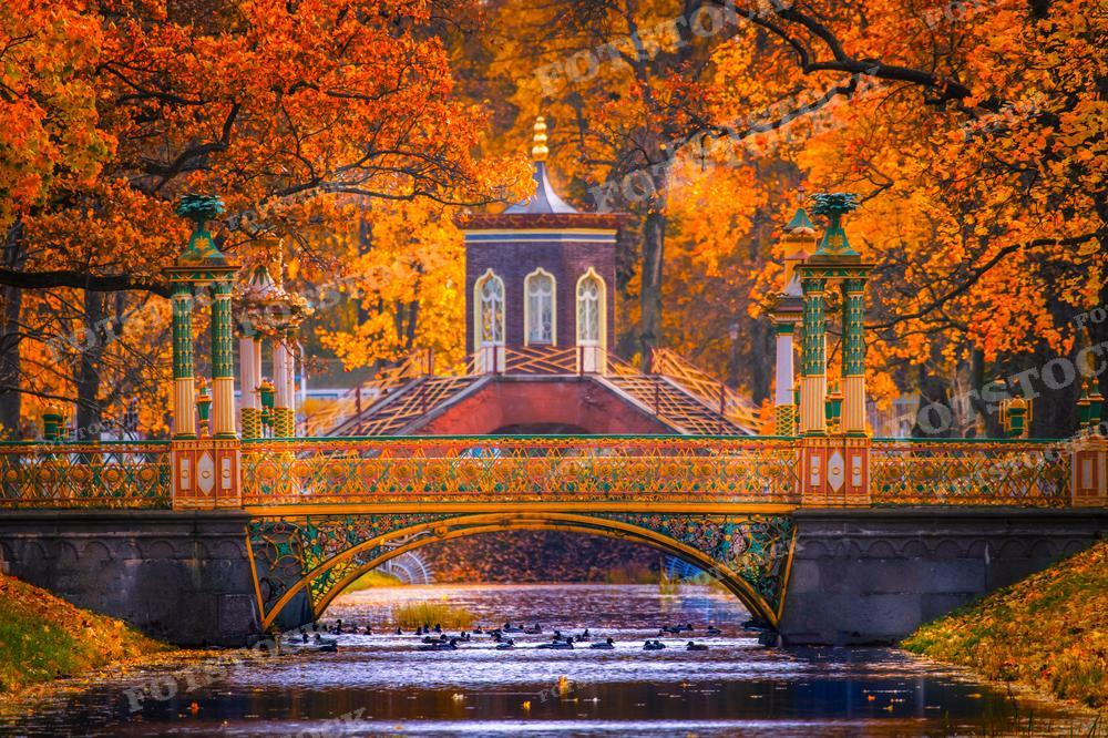 На изображении – осенний пейзаж одного из парков Санкт-Петербурга, Царского Села. Золотой мост через канал украшен орнаментом и статуями, в то время как окружающая его природа пылает яркими красками осени. Деревья с оранжево-жёлтой листвой создают атмосферу уюта и тепла, вопреки прохладному времени года. Вода канала отражает краски природы и моста, добавляя сцене спокойствия. Фотография может быть использована в туристических проспектах, в качестве иллюстрации к статьям об осеннем сезоне в России или в фотоальбомах, посвящённых русской архитектуре и природе.